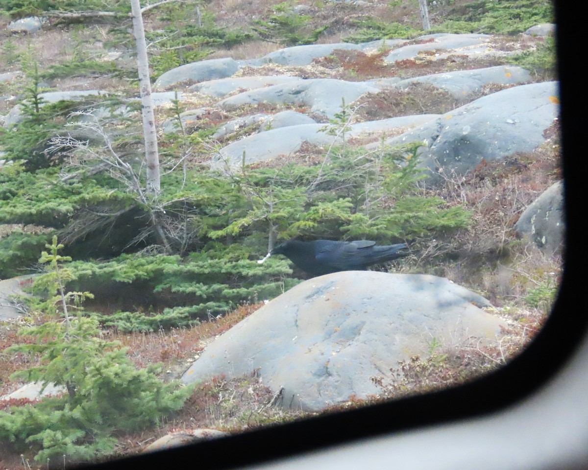 Grand Corbeau - ML644249348