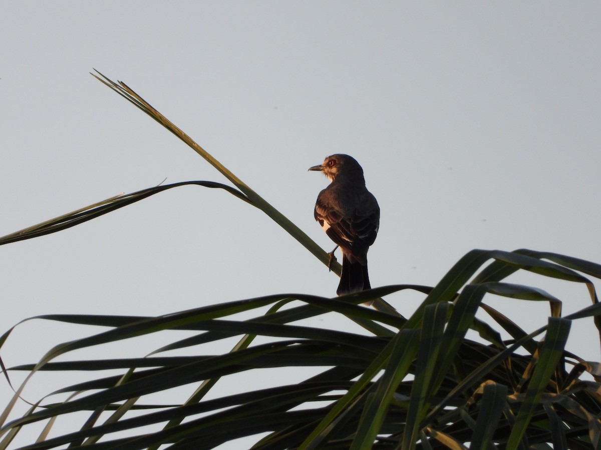 Gray Monjita - ML644249369