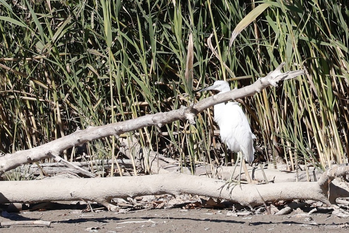 Little Blue Heron - ML644249370