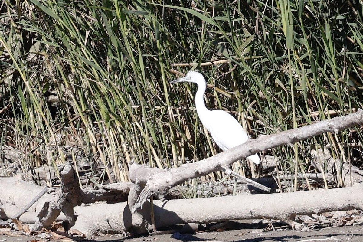 Little Blue Heron - ML644249371