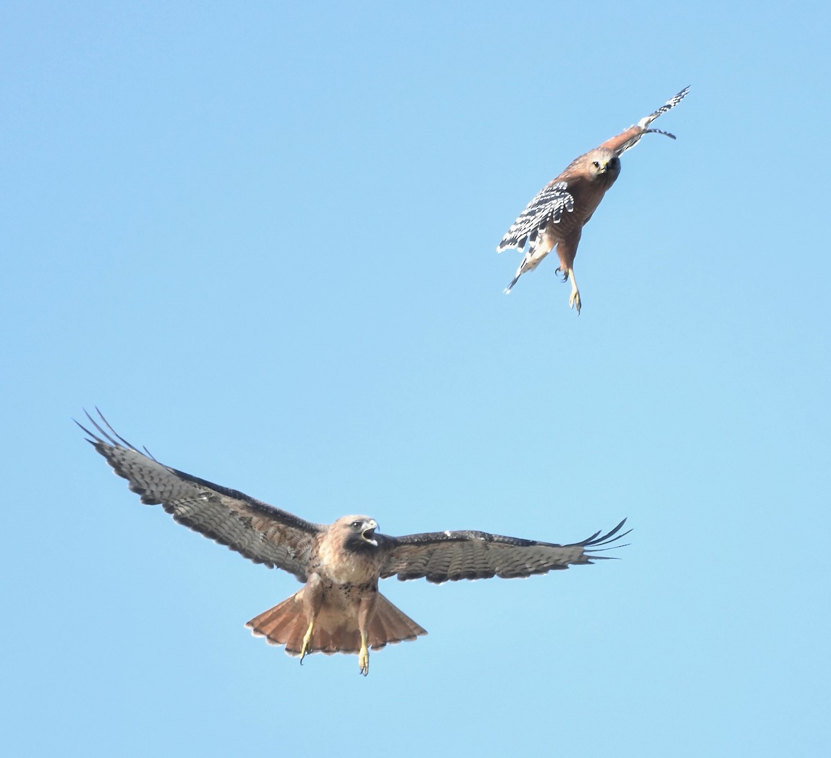 Red-tailed Hawk - ML644249383
