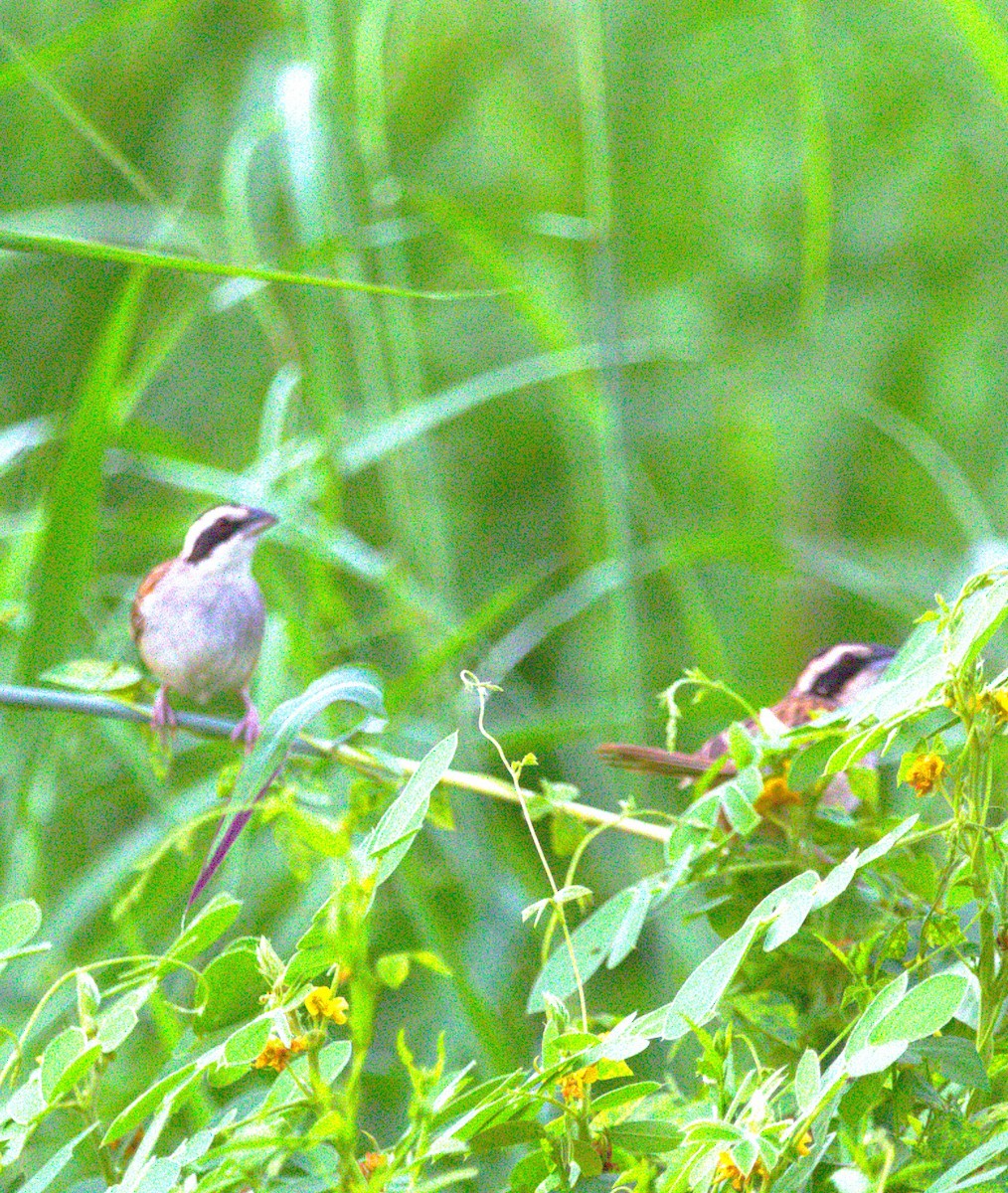 Чінголо широкобровий - ML644249392