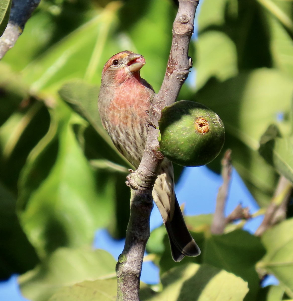 House Finch - ML644249396
