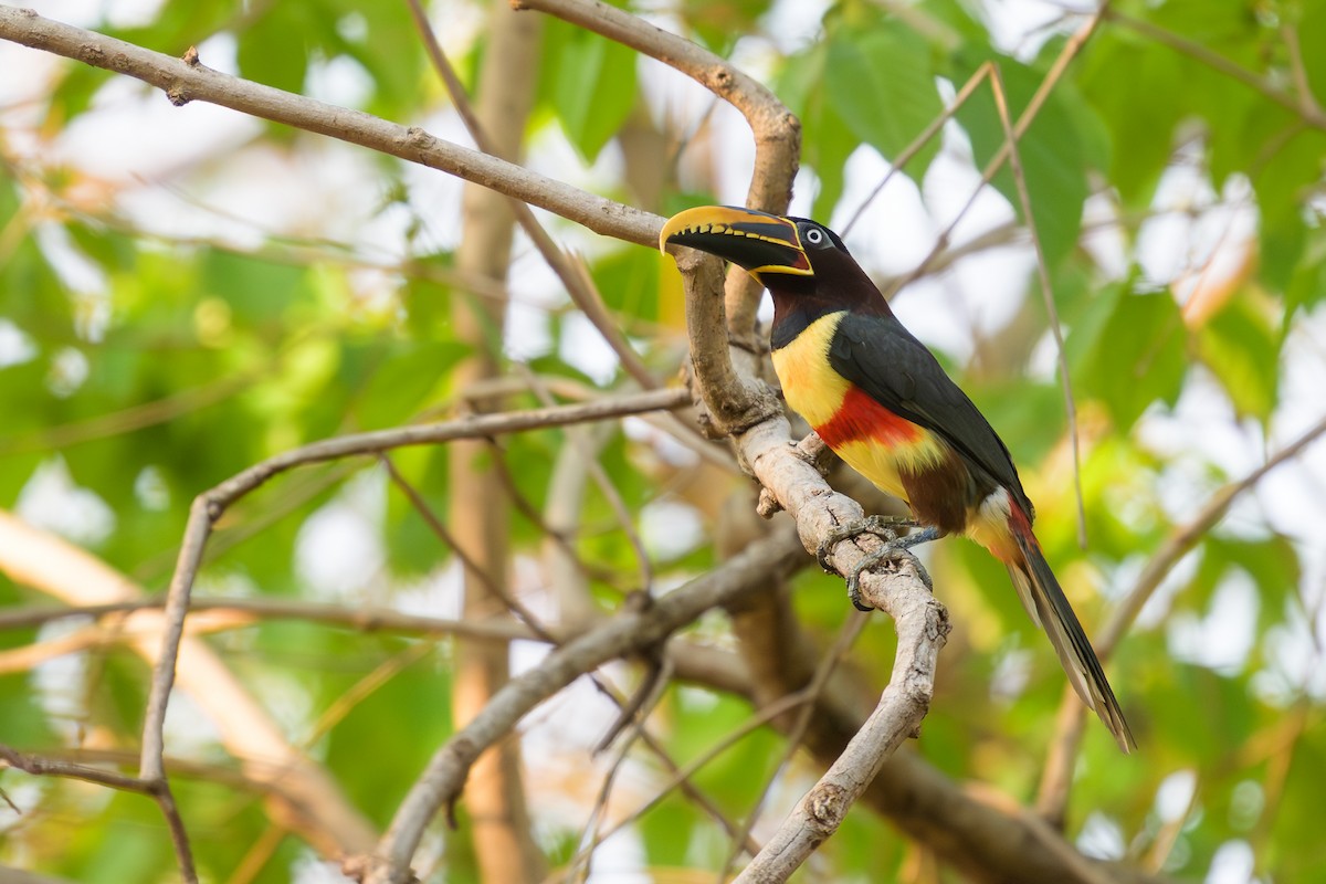 Braunohrarassari - ML644249399