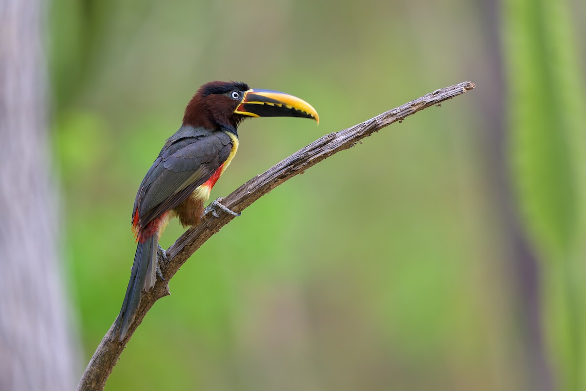 Braunohrarassari - ML644249400