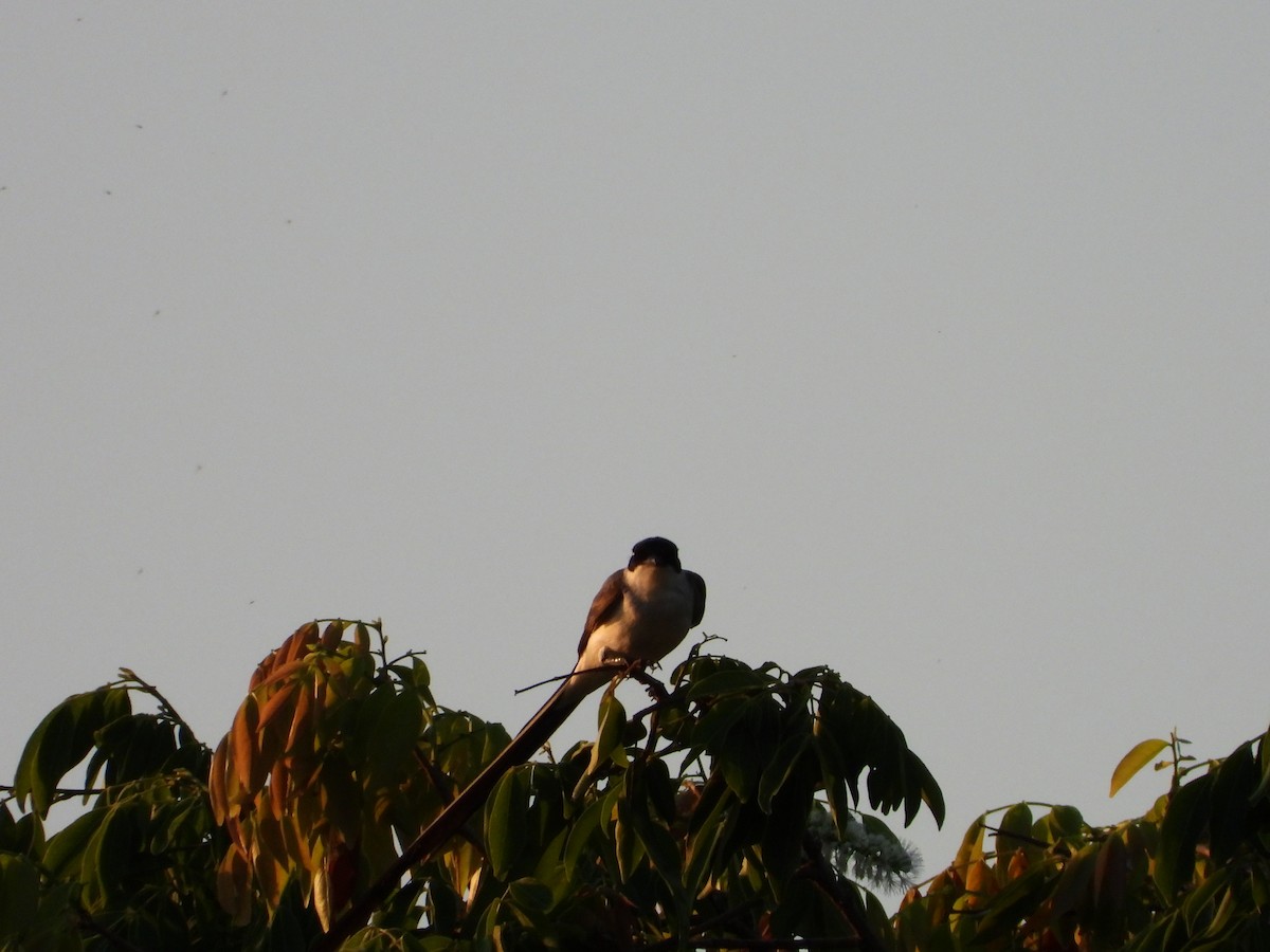Fork-tailed Flycatcher - ML644249402