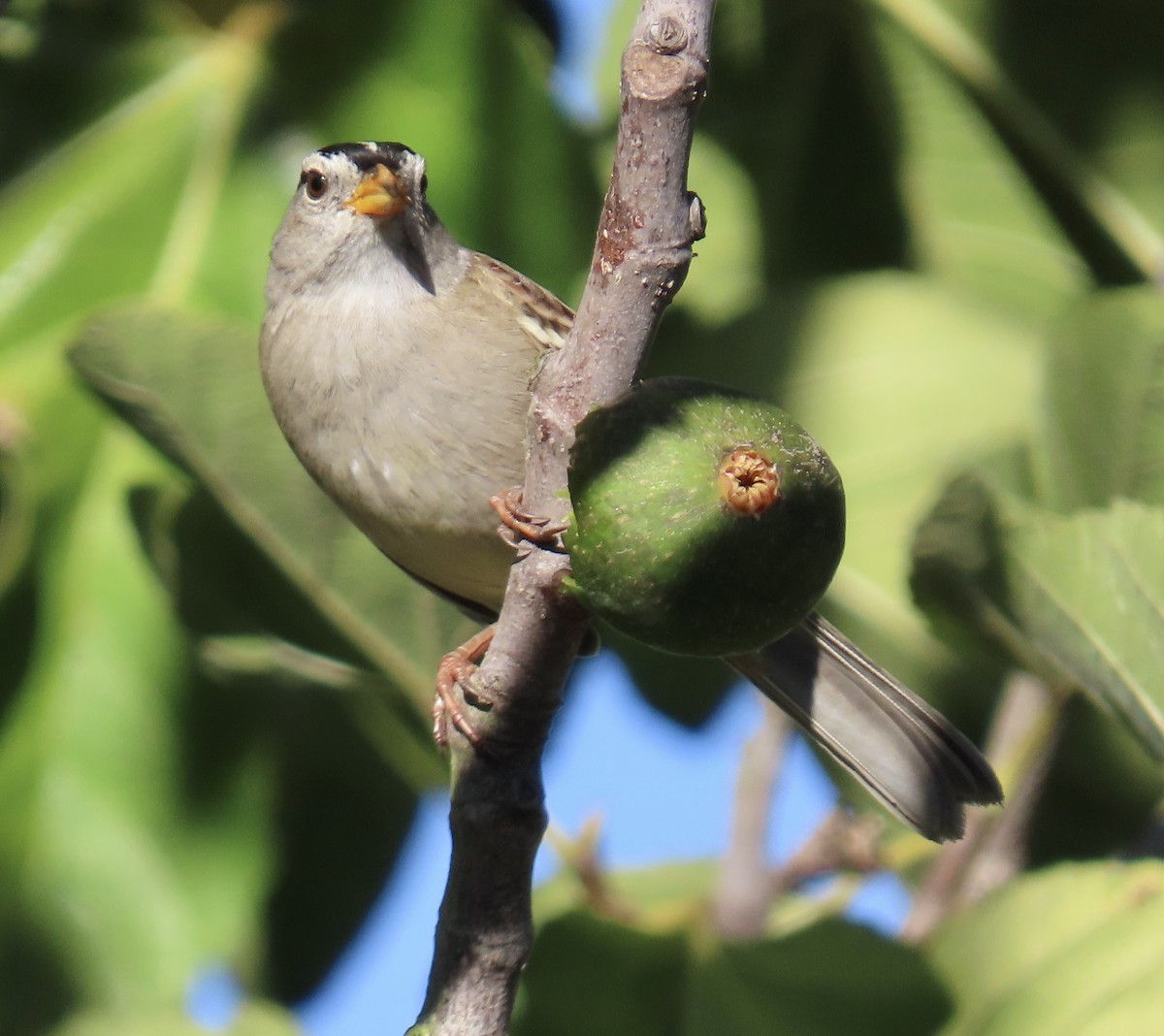 strnadec bělopásý - ML644249406