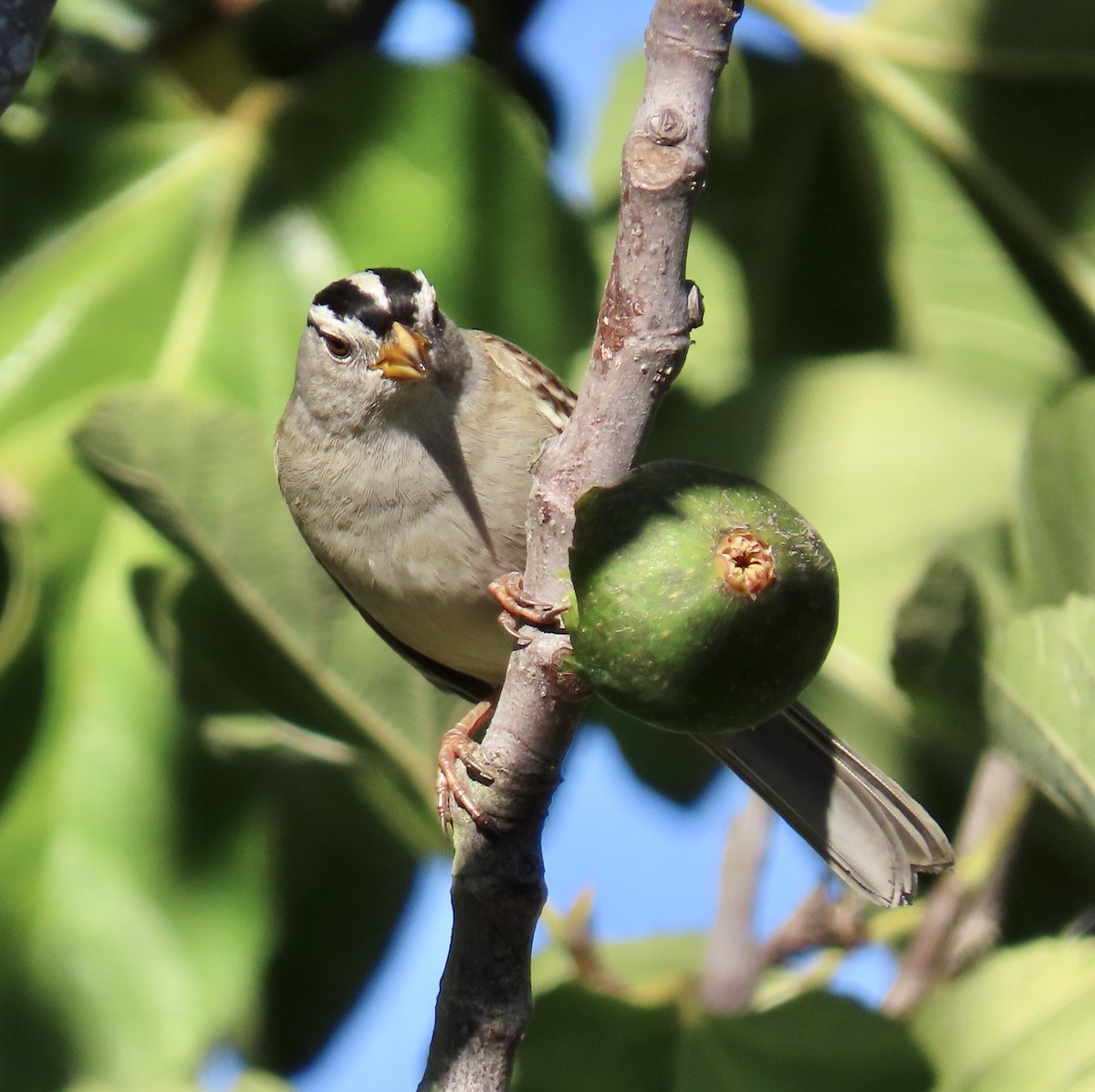 strnadec bělopásý - ML644249407