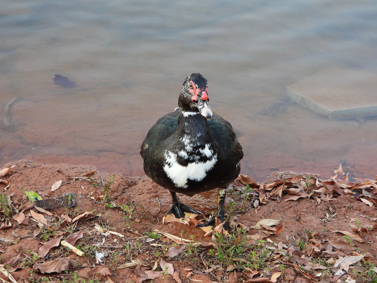 Muscovy Duck - ML644249416