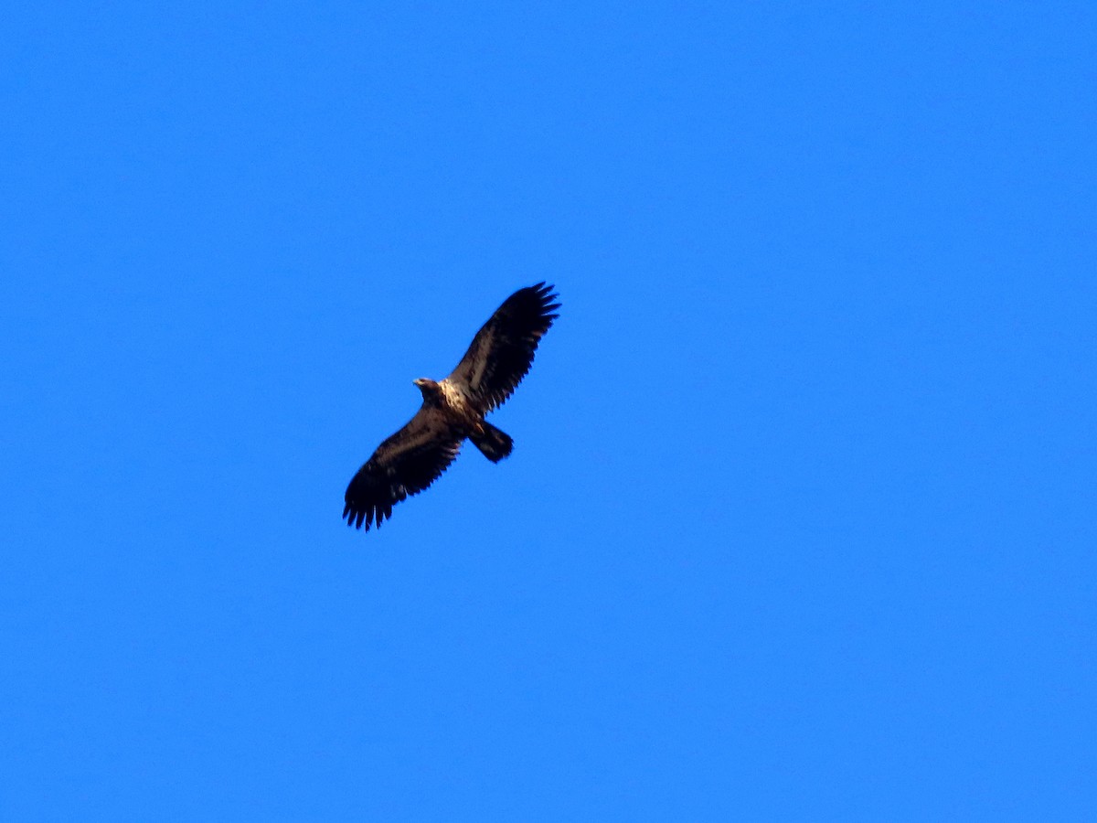 Bald Eagle - ML644249427