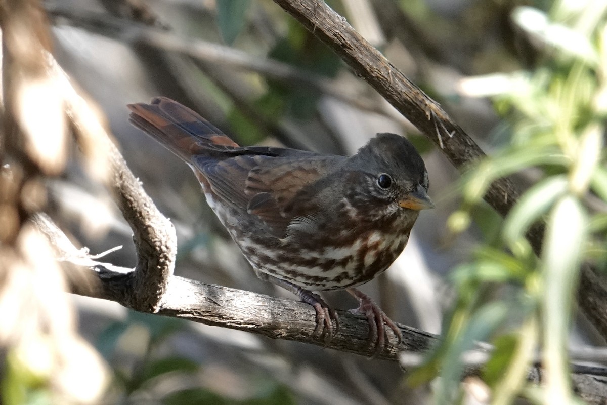 Fox Sparrow (Red) - ML644249437