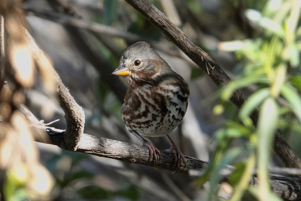Fox Sparrow (Red) - ML644249438
