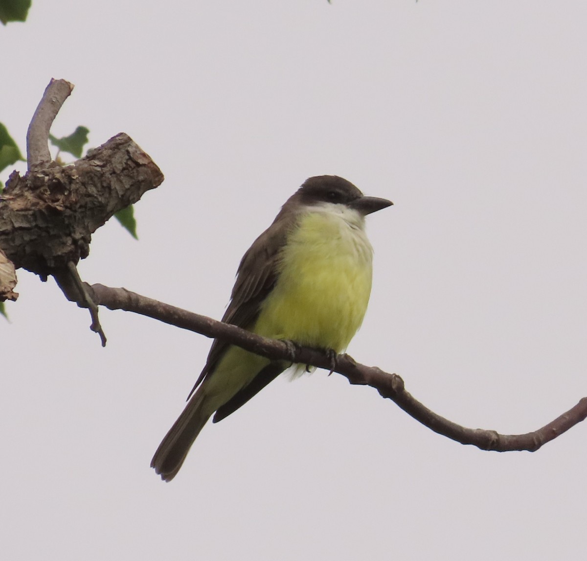 Thick-billed Kingbird - ML644249440