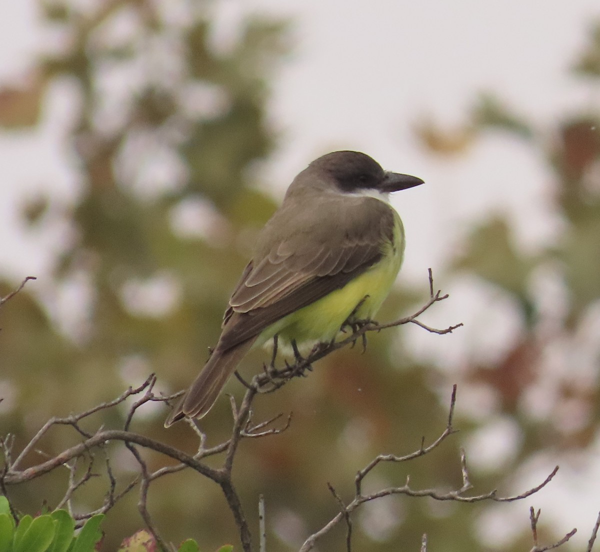 Thick-billed Kingbird - ML644249441