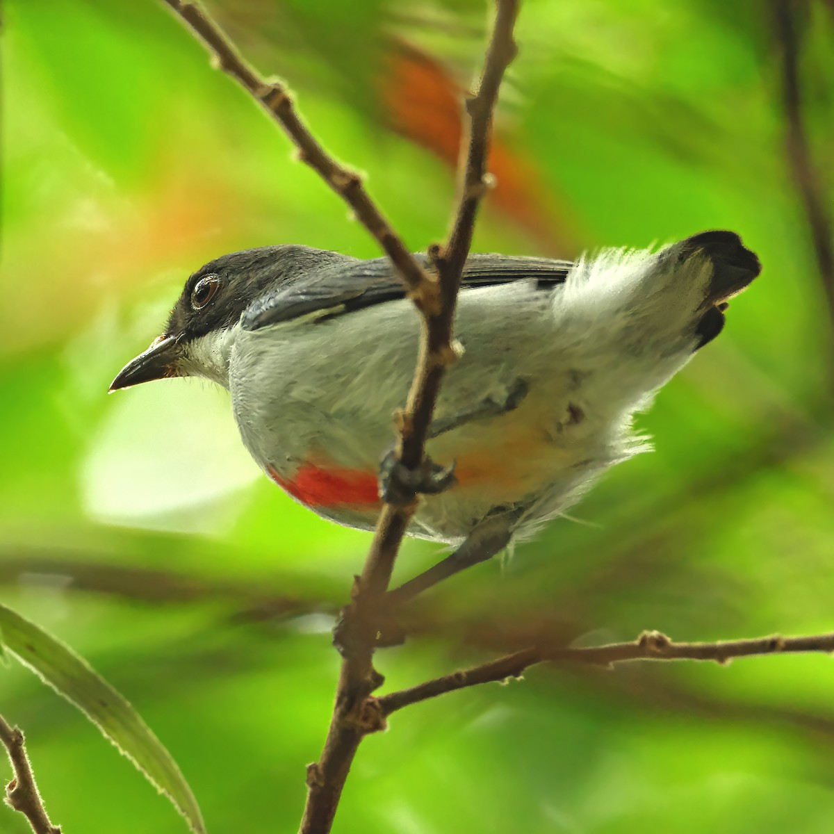 rødkjølblomsterfugl - ML644249459