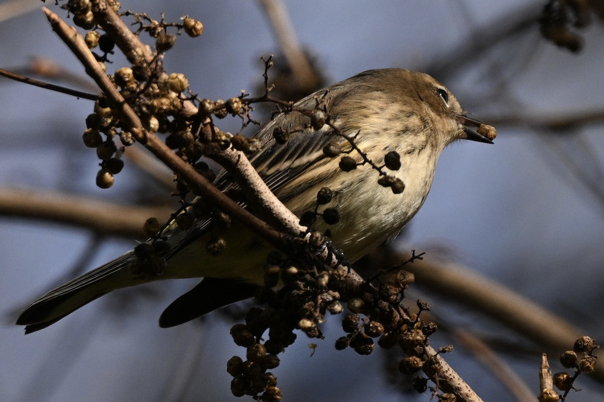 Yellow-rumped Warbler - ML644249462