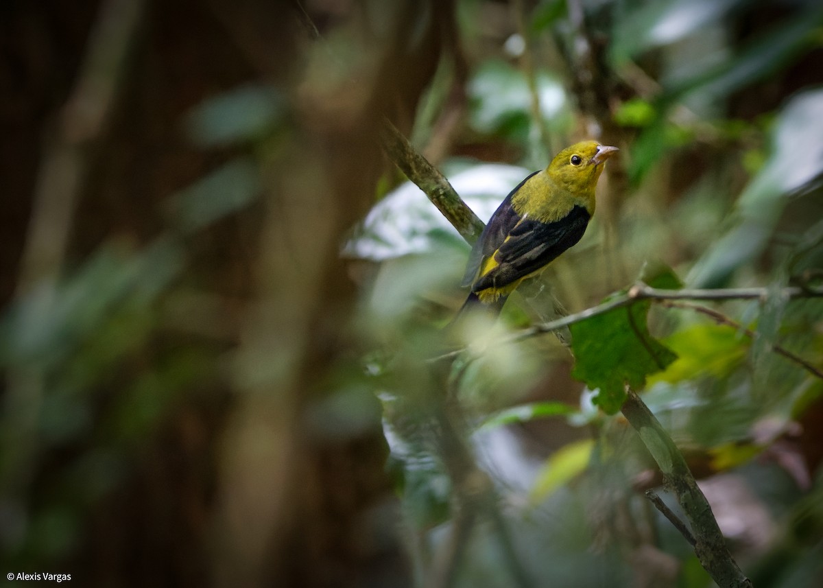 Scarlet Tanager - ML644249464