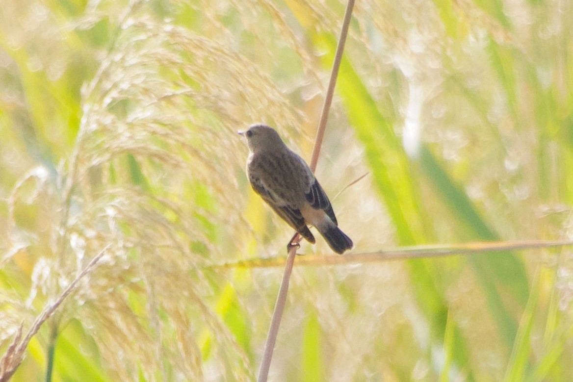 Siberian Stonechat - ML644249472