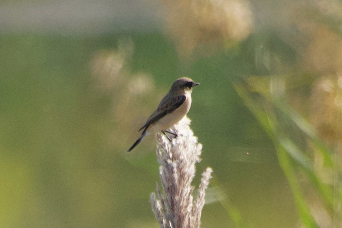 Siberian Stonechat - ML644249473