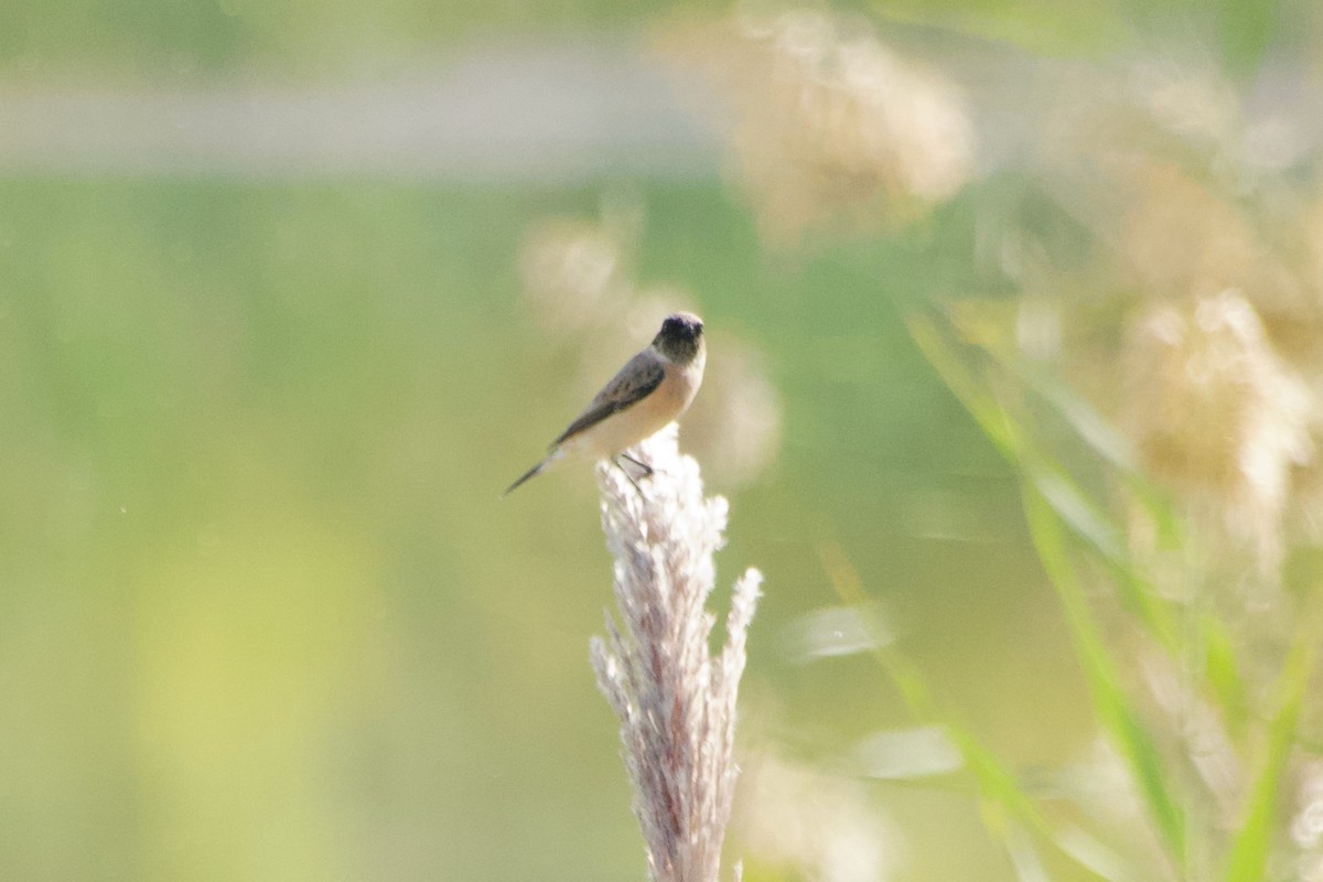 Siberian Stonechat - ML644249474