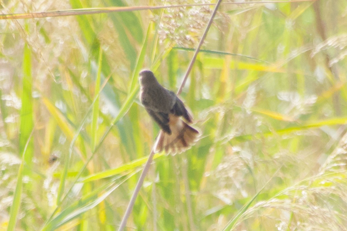 Siberian Stonechat - ML644249475