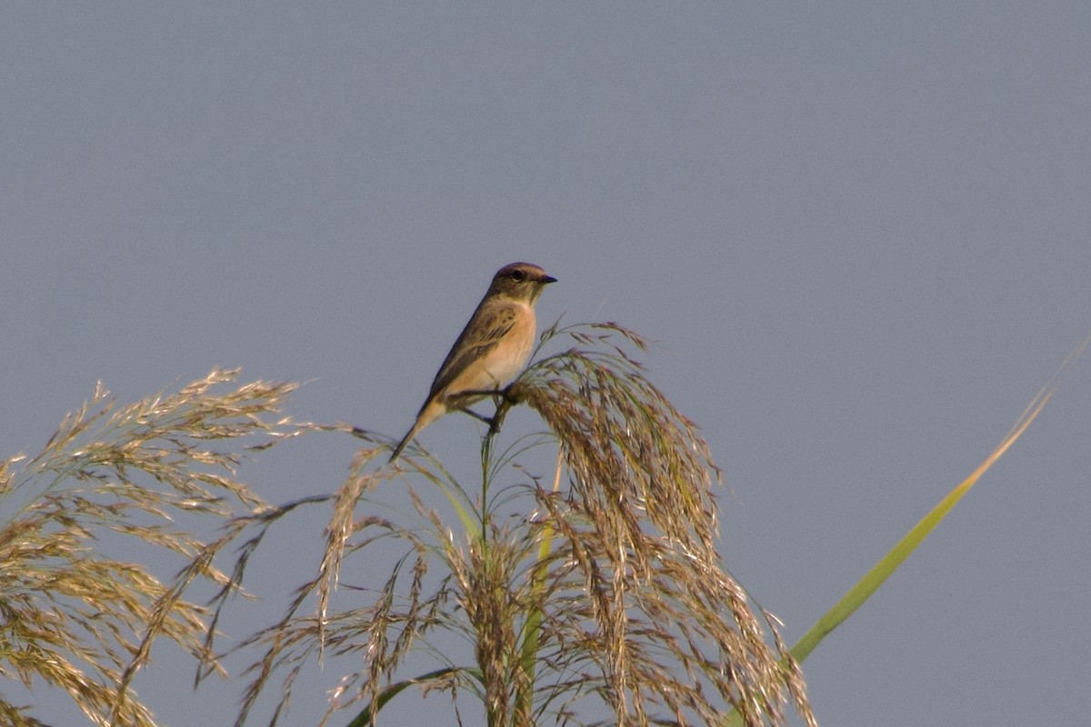 Siberian Stonechat - ML644249476