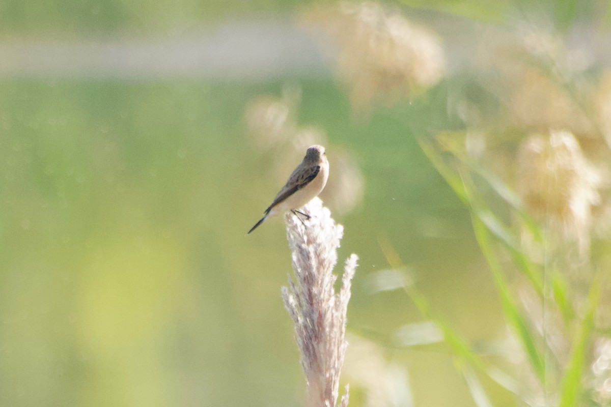 Siberian Stonechat - ML644249477