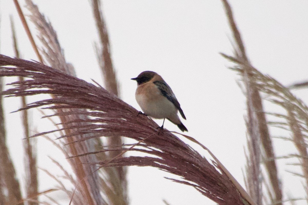 Siberian Stonechat - ML644249478