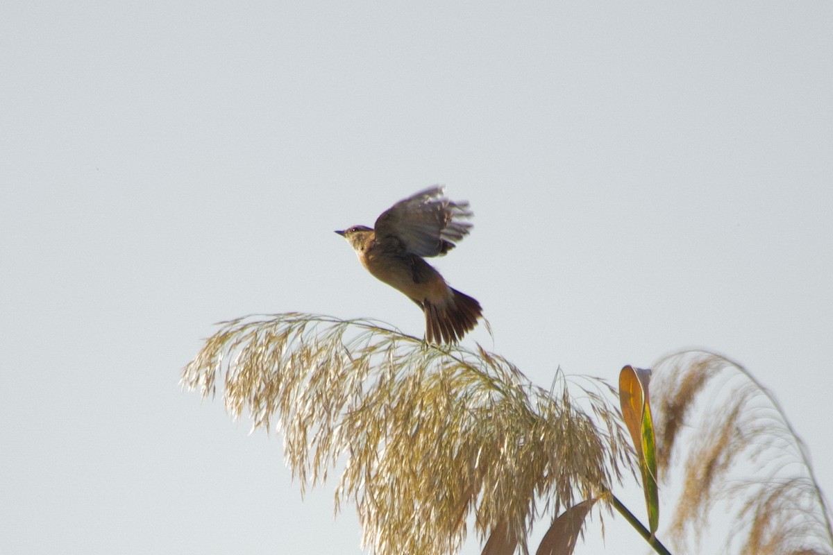 Siberian Stonechat - ML644249479