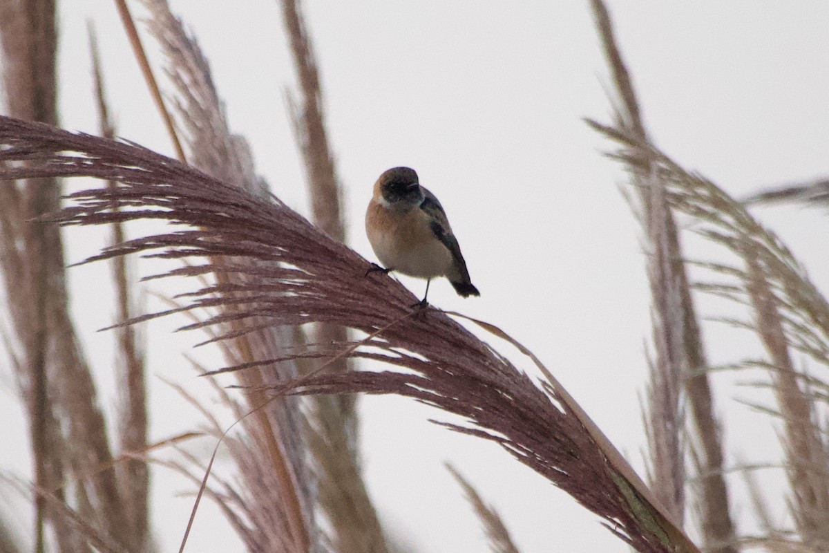 Siberian Stonechat - ML644249480