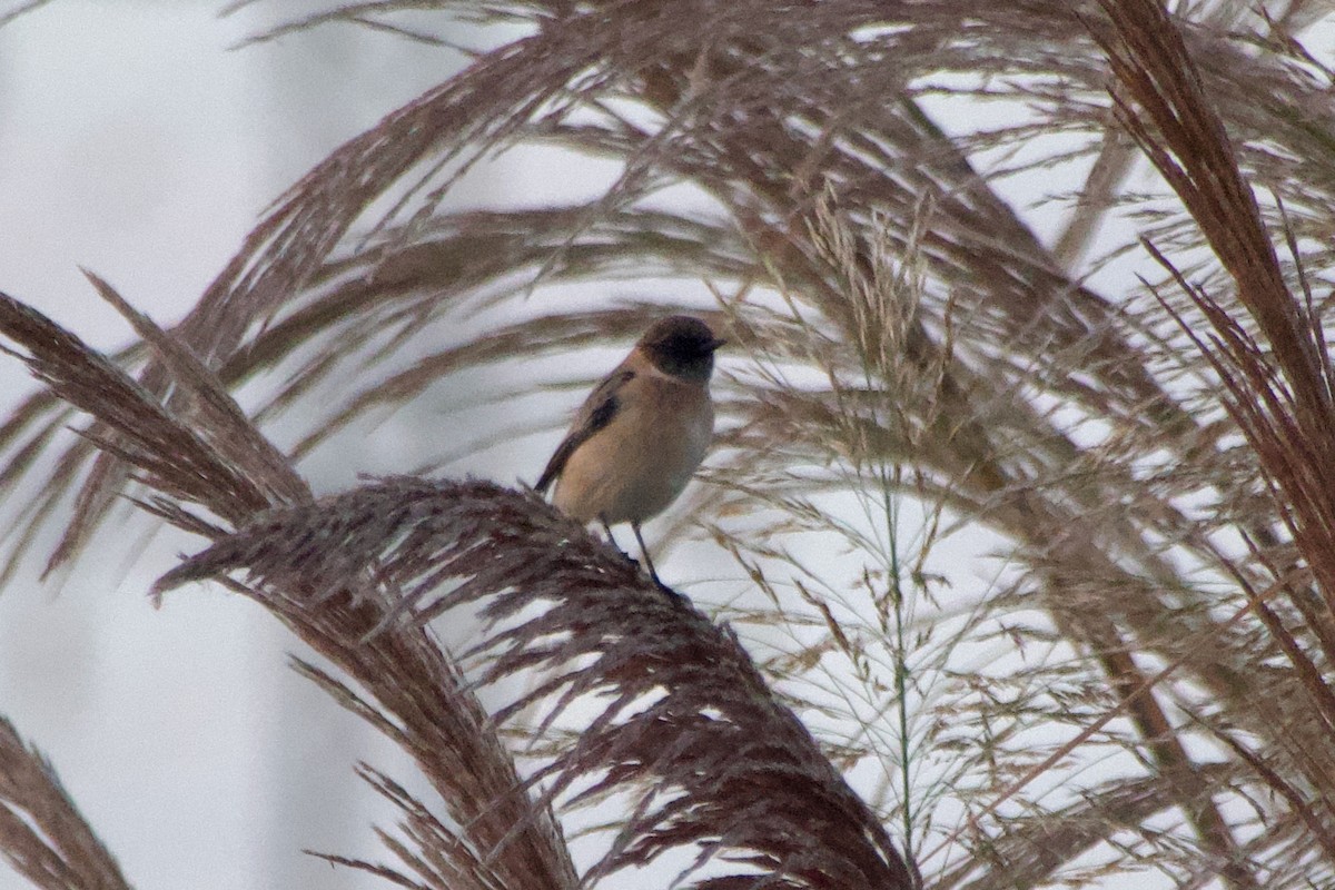Siberian Stonechat - ML644249481