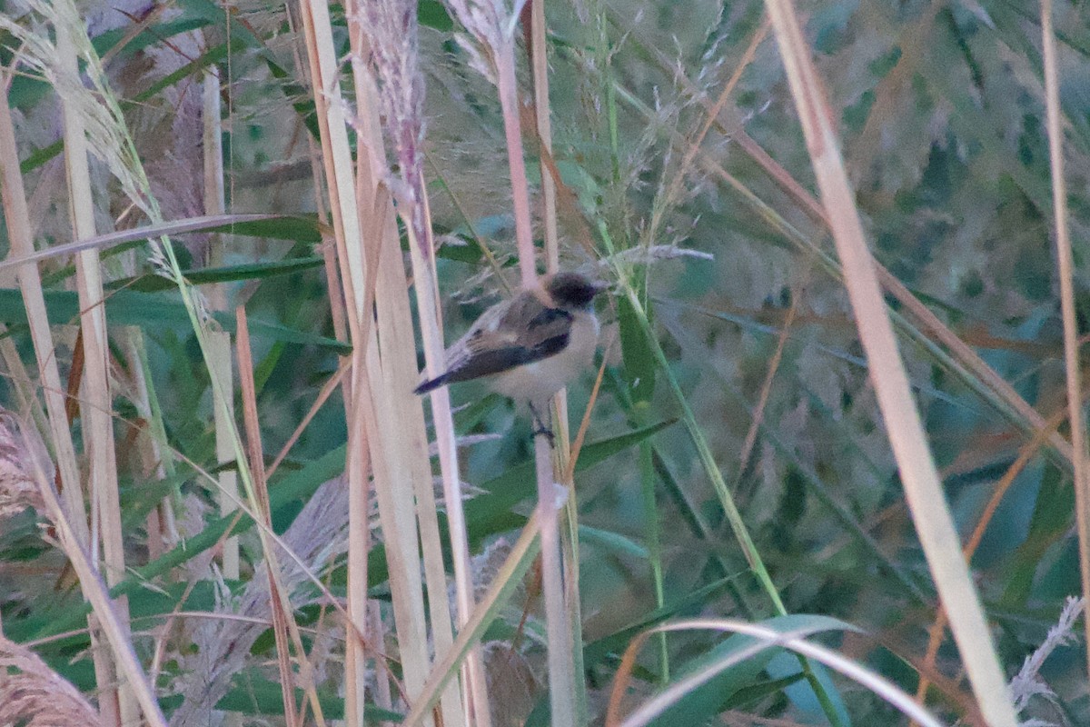 Siberian Stonechat - ML644249482