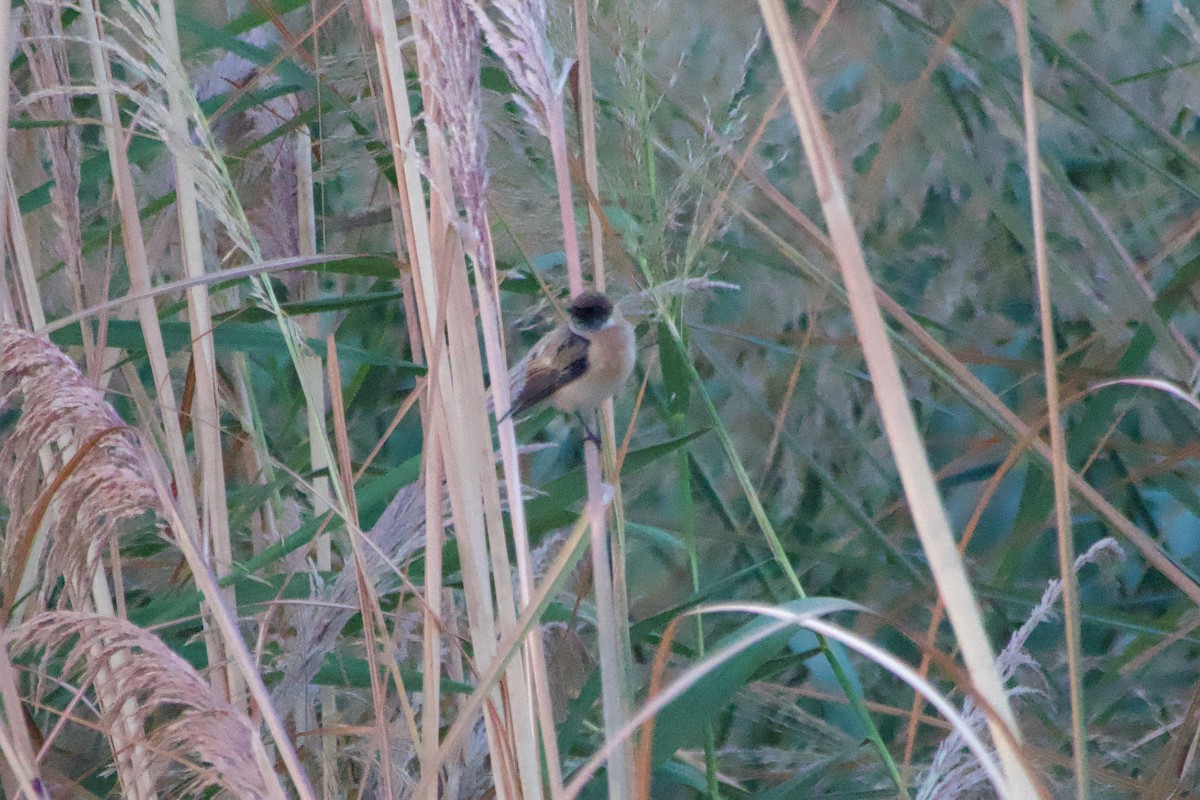 Siberian Stonechat - ML644249483