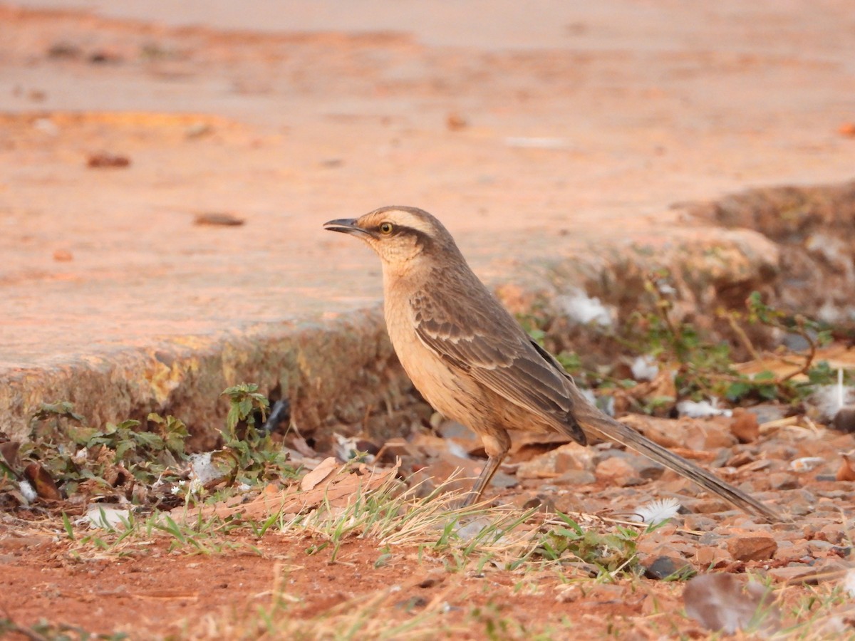 Chalk-browed Mockingbird - ML644249487