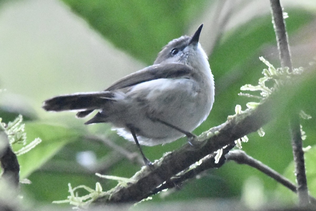 Brown Gerygone - ML644249499