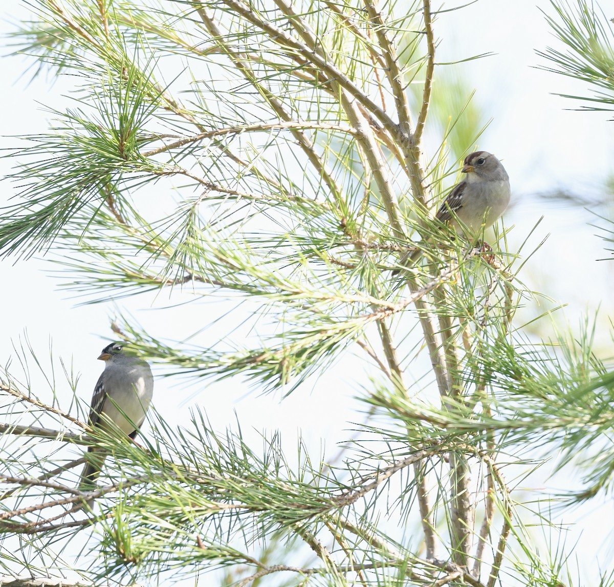 strnadec bělopásý - ML644249501