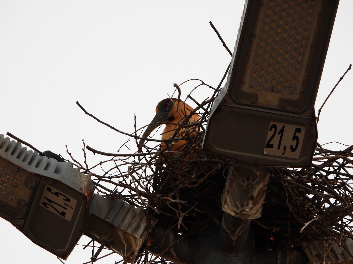 Buff-necked Ibis - ML644249502