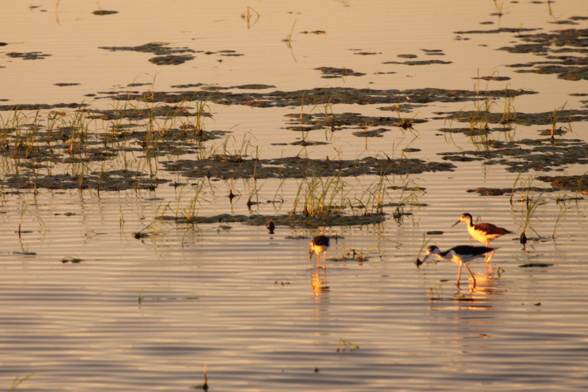 Schwarznacken-Stelzenläufer - ML644249522