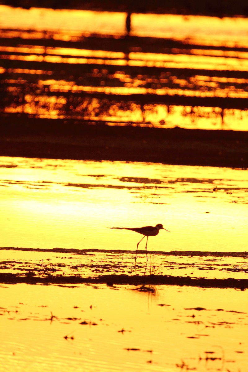 Schwarznacken-Stelzenläufer - ML644249523