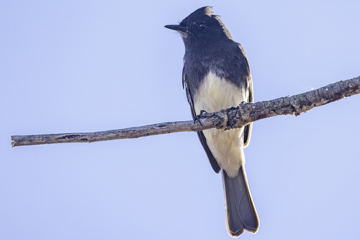 Black Phoebe - ML644249525