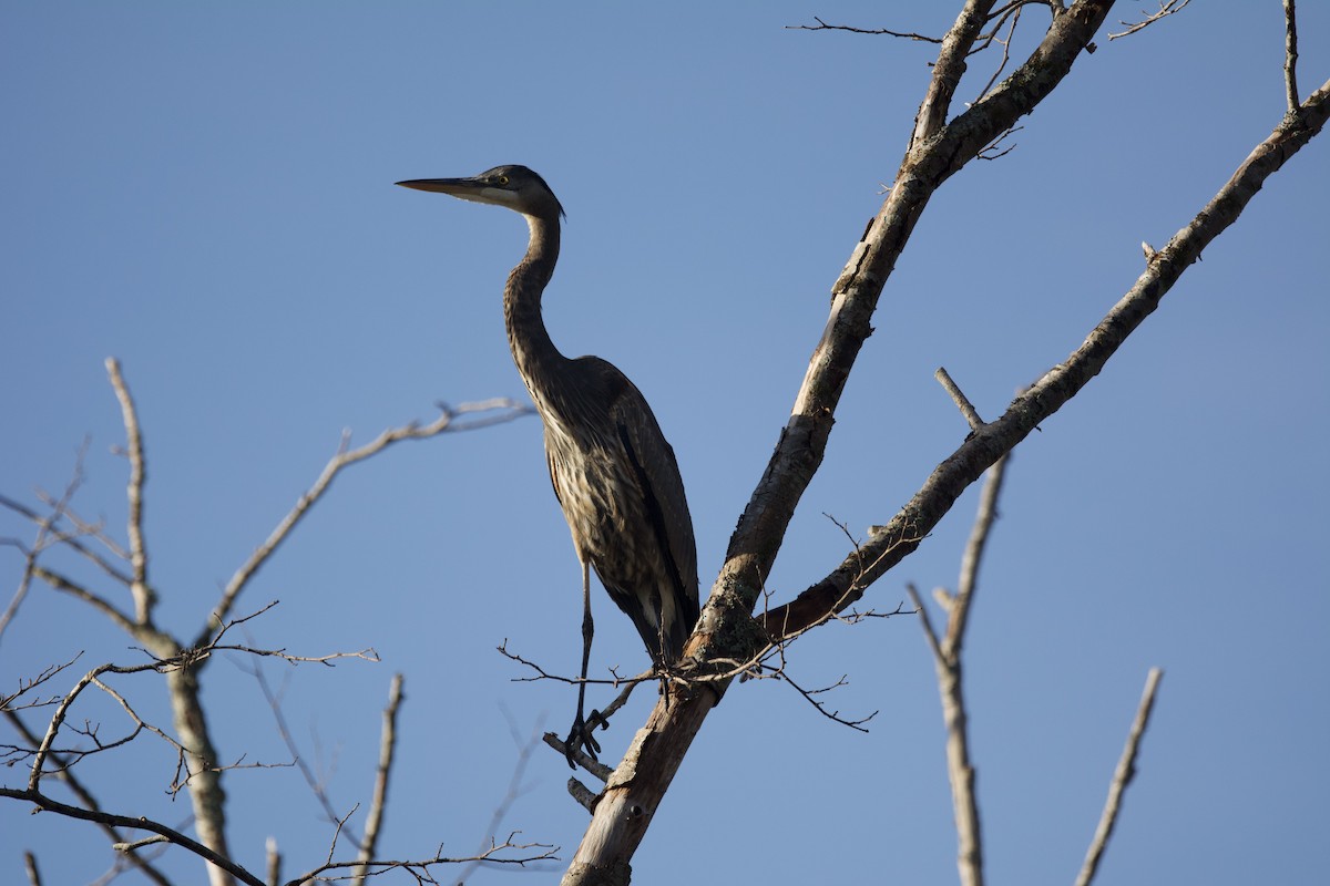 Great Blue Heron (Great Blue) - ML644249527