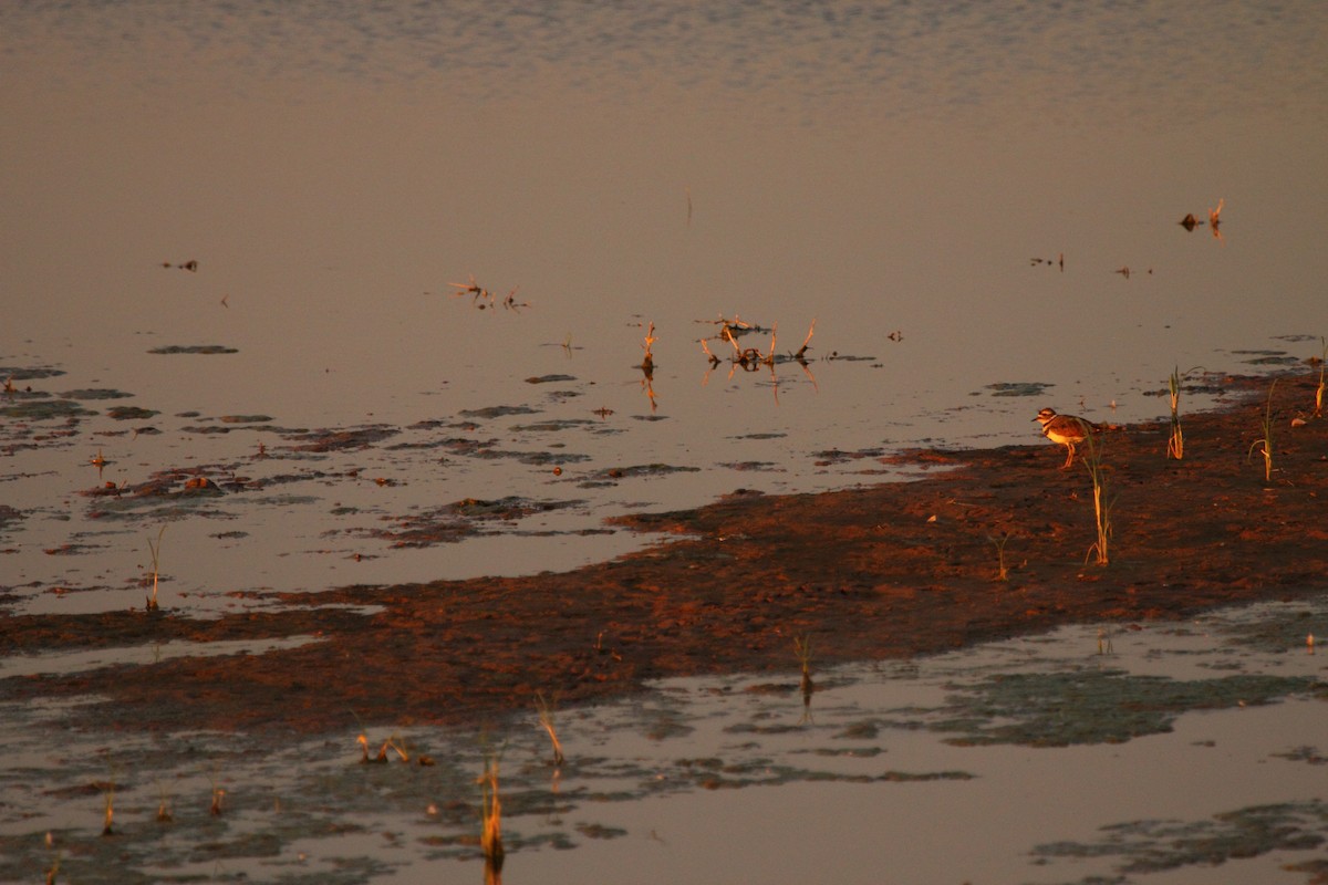 Keilschwanz-Regenpfeifer - ML644249528