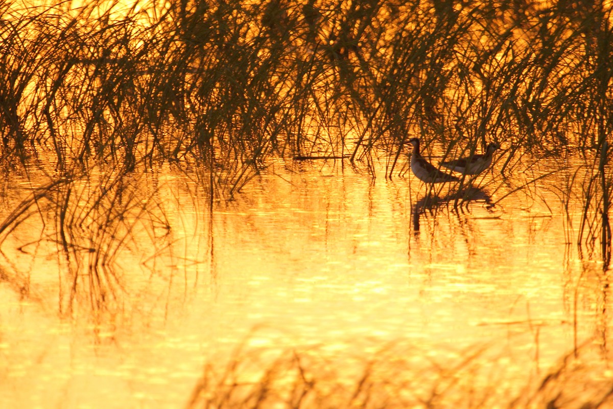 Wilsonwassertreter - ML644249540