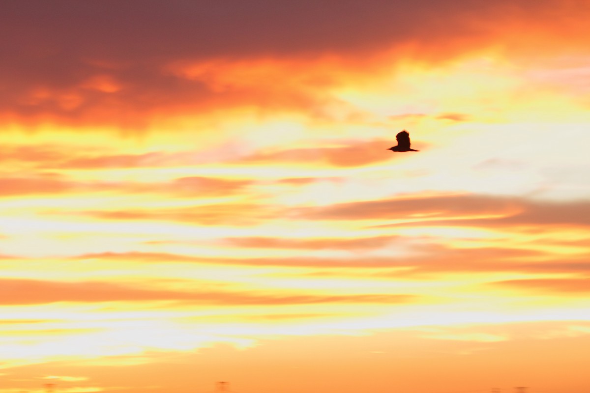 Nachtreiher - ML644249542