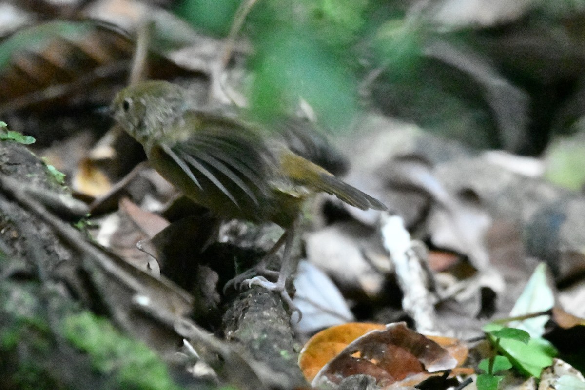 Atherton Scrubwren - ML644249550