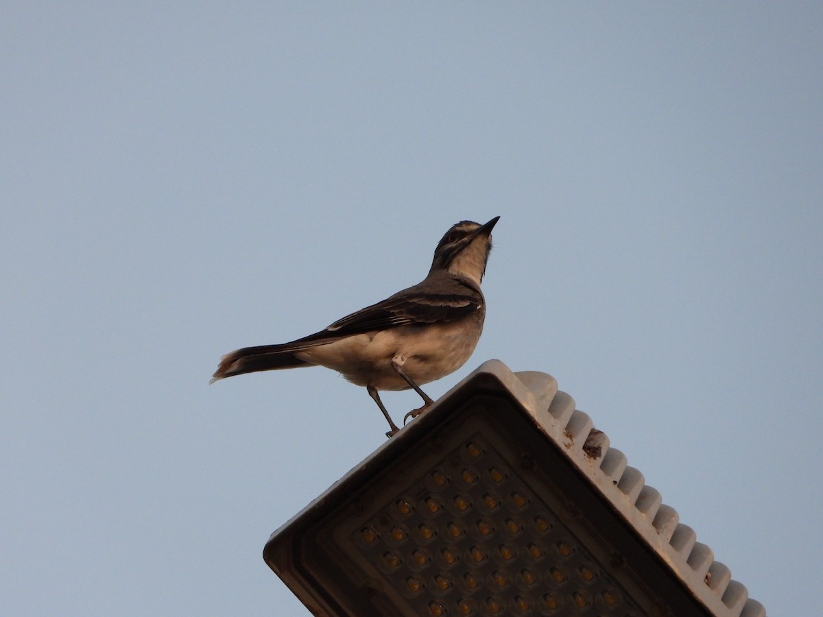 Gray Monjita - ML644249555