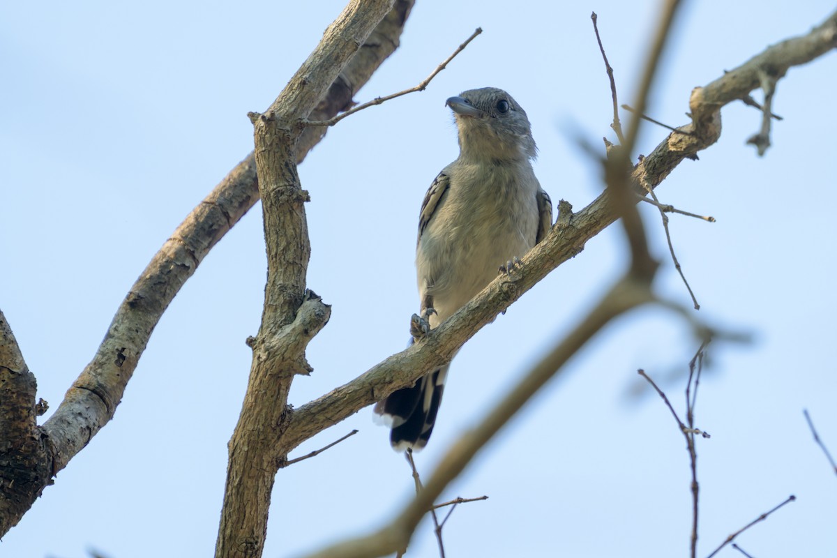 Batara de Pelzeln - ML644249557