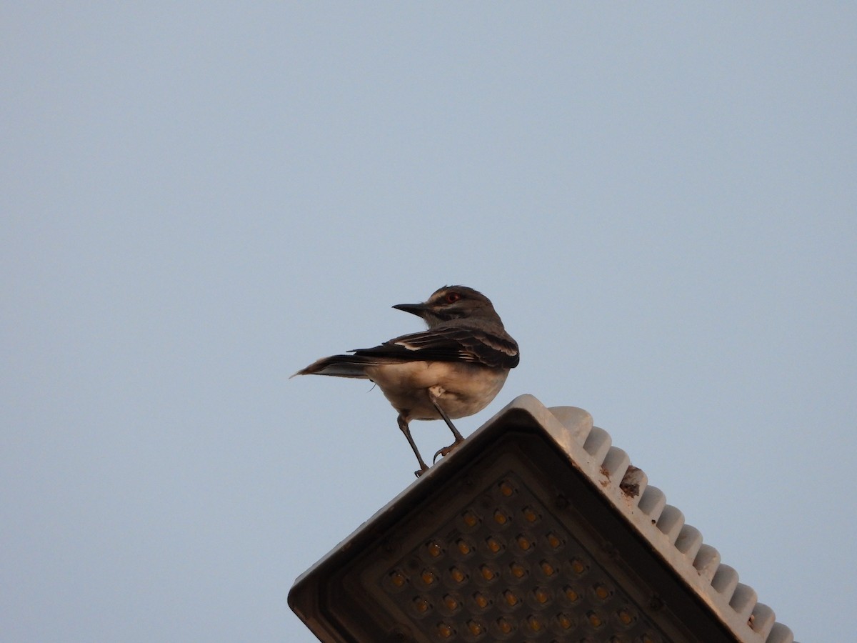 Gray Monjita - ML644249559