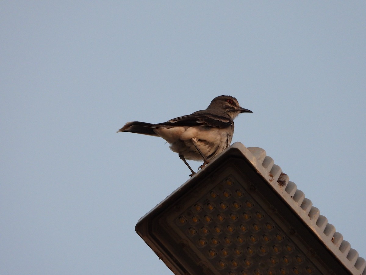 Gray Monjita - ML644249563