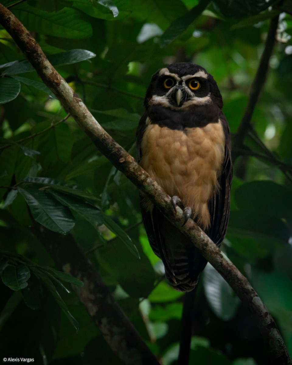 Spectacled Owl - ML644249579
